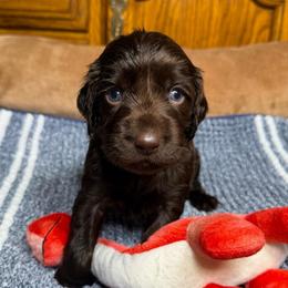 Delta - Chocolate female Boykin Spaniel puppy in Van Buren, Arkansas from Arklahoma Boykins