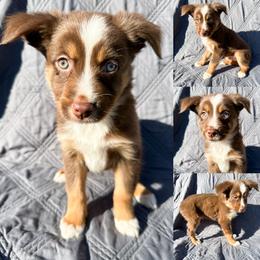 Red tri male 2 - Red tri male Miniature Australian Shepherd puppy in Brooker, Florida from Honey, I Shrunk the Aussies