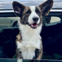 Sombra - Cardigan Welsh Corgi