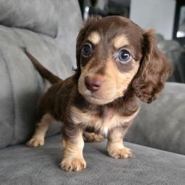 Princess Bell - Chocolate and cream female Dachshund puppy in Las Piedras from New Empire Kennels
