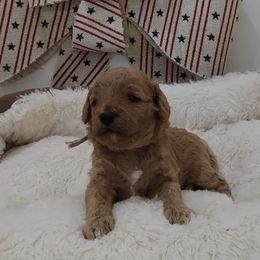 Elsa - Apricot female Cavapoo puppy in Casa Grande, Arizona from Curls and Camo Pups