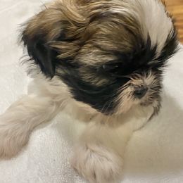 Shih Tzu Puppies from Willow Lane Shih Tzus