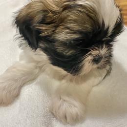 Shih Tzu Puppies from Willow Lane Shih Tzus