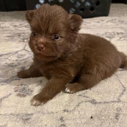 Coco Fluff - Chocolate female Pomeranian puppy in Texas from Tiny Tornado Poms