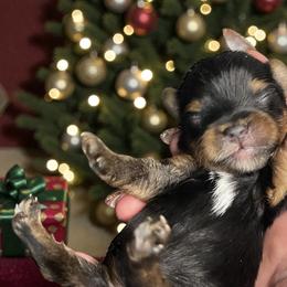 Twinkle - Blue and gold male Yorkshire Terrier puppy in Kendallville, Indiana from Yorkies Kisses
