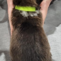 Shetland Sheepdog Puppies from Terri  Riley