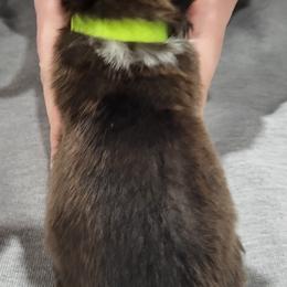 Shetland Sheepdog Puppies from Terri  Riley