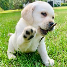 Labrador Retrievers from Fortune Labradors