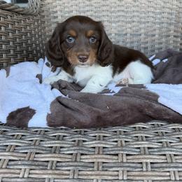 Boy 2 LIMITED AKC - Piebald male Dachshund puppy in Aurora, Missouri from Baker Farms