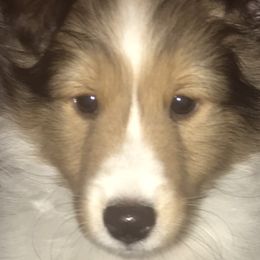 Boy 4 - Shetland Sheepdog puppy in Montauk, New York from Hillbrae Shetland Sheepdogs