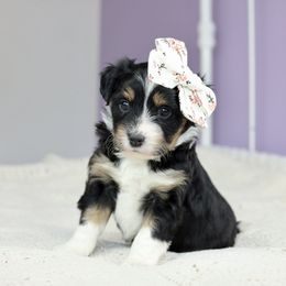 Aussiedoodle Puppies from Crystal Ridge Doodles