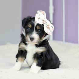 Aussiedoodle Puppies from Crystal Ridge Doodles