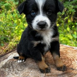 Australian Shepherd Puppies from Dandelion Farms PDX