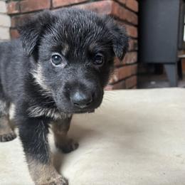 Girl 2 - Black and tan female German Shepherd puppy in Wayne, Maine from Copper Hill German Shepherds