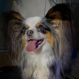 Finley - Papillon
