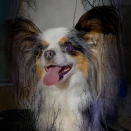 Finley - Papillon