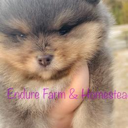 Teriyaki - Lavender male Pomeranian puppy in Plantersville, Texas from Endure Farm Inc