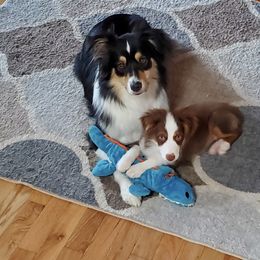 Toy Australian Shepherd All Grown Up from Kennard Ranch Pups