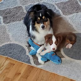 Toy Australian Shepherd All Grown Up from Kennard Ranch Pups