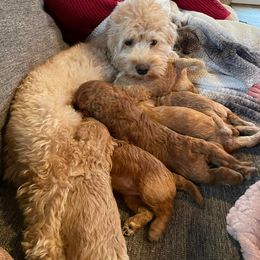 Cockapoo Puppies from Greenview Puppies