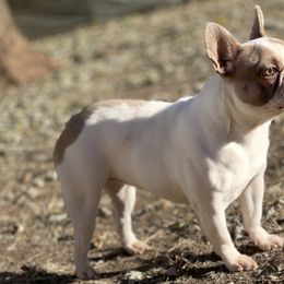 French Bulldogs and Great Danes from That Gurl Frenchies