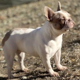 French Bulldogs and Great Danes from That Gurl Frenchies