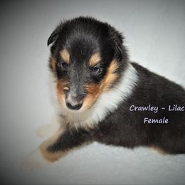 Collie Puppies from Liberty Collies