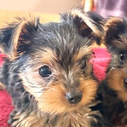 Yorkshire Terriers from Kim’s Rocket Yorkies