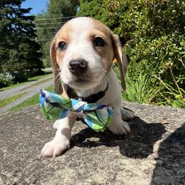 Jerry - Dapple male Dachshund puppy in Williamson, New York from Maisy & Meg
