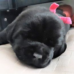 Labrador Retriever Puppies from Lorlyn Labradors