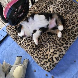 Miniature American Shepherd Puppies from All About Me Miniature American Shepherds