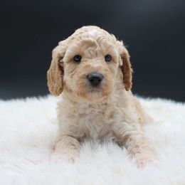 Aurora - Gold female Australian Cobberdog puppy in Bellingham, Minnesota from Whispering Prairie Australian Cobberdog