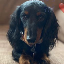 Bulldogs and Dachshunds from K.C. & J’s Mini Dachshunds and English Bulldogs