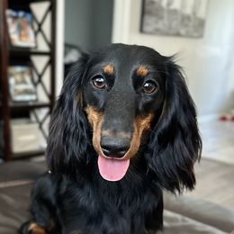 Sammy - Dachshund