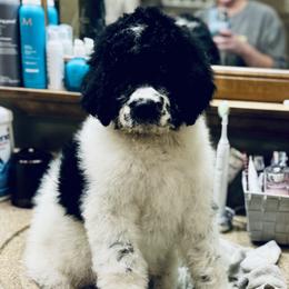 Aussiedoodle and Bernedoodle Puppies from Little Hawcreek Doodles