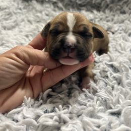 Mimosa - Red female American Staffordshire Terrier puppy in Marietta, Georgia from Ambition Amstaffs