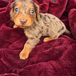 Aspen - Dapple female Dachshund puppy in West Haven, Utah from Doxie Trails LLC
