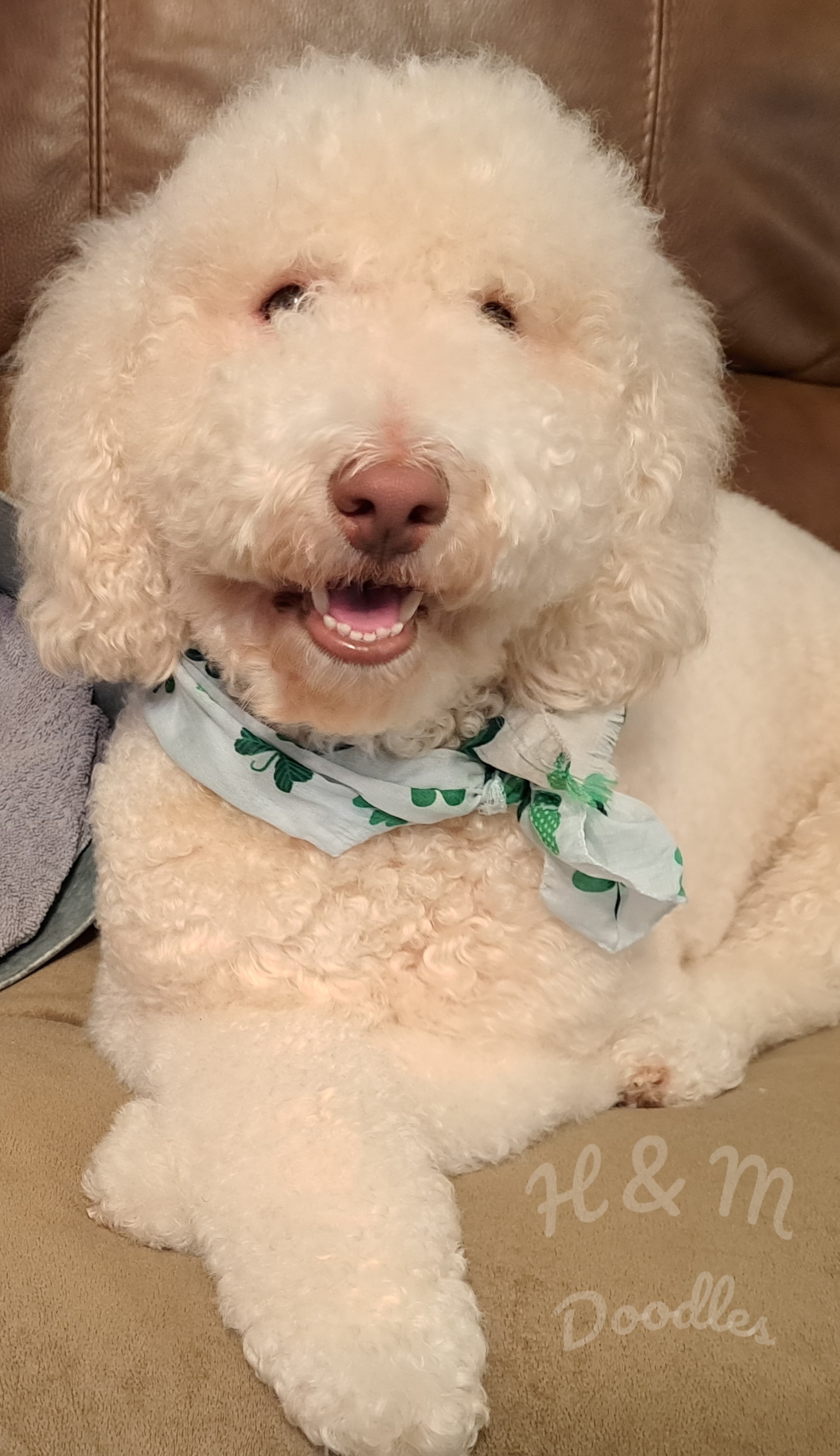 Sally Sue - Double Doodle