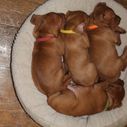 Vizsla Puppies from High Trail Connection