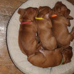 Vizsla Puppies from High Trail Connection