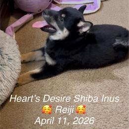 Reiji (Clever child) - Black and tan male Shiba Inu puppy in Derby, Kansas from Heart’s Desire Shiba Inus