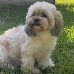 Lizzie Peaches - Lhasa Apso