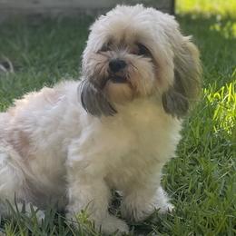 Lizzie Peaches - Lhasa Apso