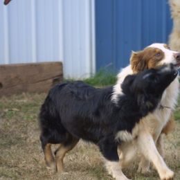 Australian Shepherd All Grown Up from Shallowbrook Farm