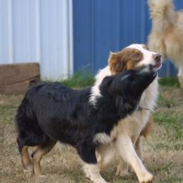 Australian Shepherd All Grown Up from Shallowbrook Farm