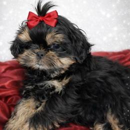 Sasha - Black female Shih Tzu puppy in Covington, Georgia from Top Hats 2  Shih Tzu’s