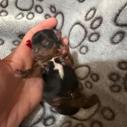 Red - Black and tan male Yorkshire Terrier puppy in Thomasville, Georgia from Southern Belle Yorkies