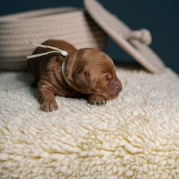 Boy 3 - Red  male Goldendoodle puppy in Duncan, South Carolina from Abner Creek Poodles & Doodles