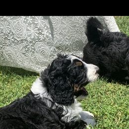 Bernedoodle and French Bulldog Puppies from Top of the Hill Frenchies