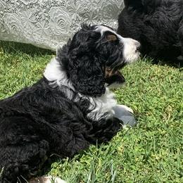 Bernedoodle and French Bulldog Puppies from Top of the Hill Frenchies